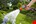 Gardena Classic sproeibroes - soft spray - 18311-20