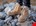 Steel Blue werkschoenen Southern Cross Zip Scuff Sand S3 maat 42