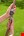 Gardena reparateur - 13 mm (1/2") / 15 mm (5/8") - 18232-20