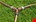 Gardena 3-wegstuk - met vorstbescherming - 934-50