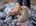 Steel Blue werkschoenen Southern Cross Zip Scuff Sand S3 maat 40
