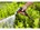 Gardena Comfort spuitpistool - verstelbaar - 18303-20